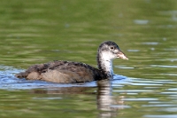 5630 Fulica atra (Folaga, giovane)